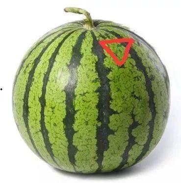 娱乐吃瓜君折耳